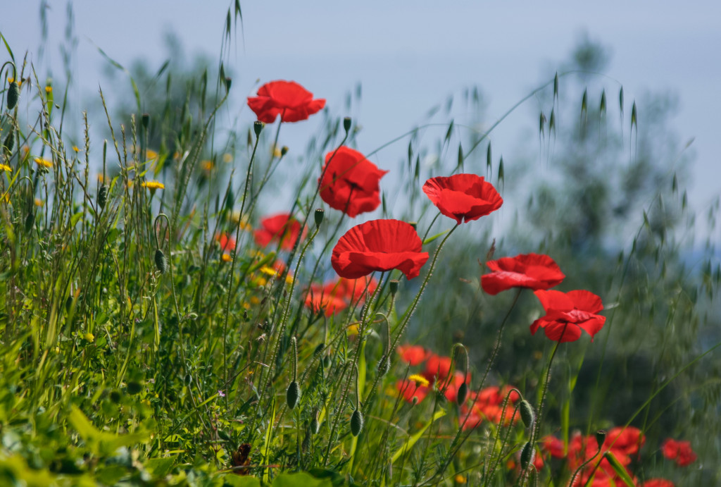 June Poppies (1 of 1)