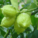 Lemons in Tuscany | OurItalianTable.com