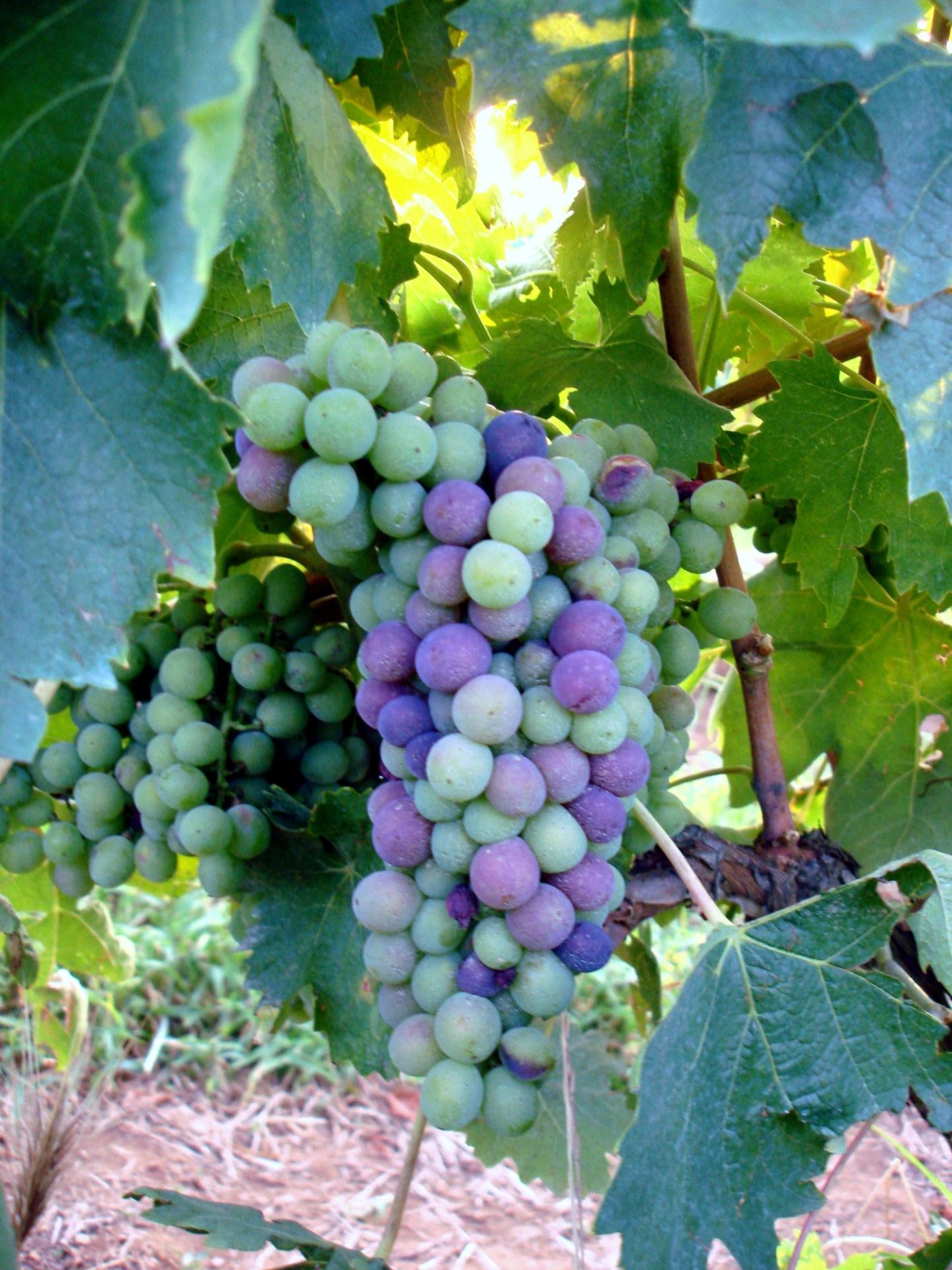 Sangiovese grapes from Enzo's vineyard in August
