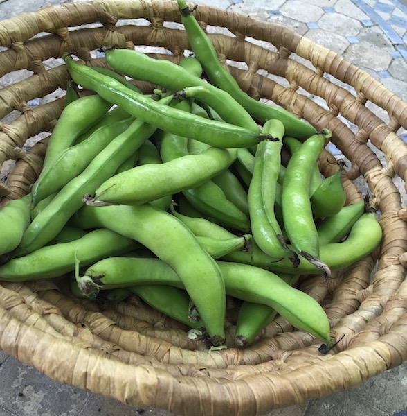 Fava beans from the garden