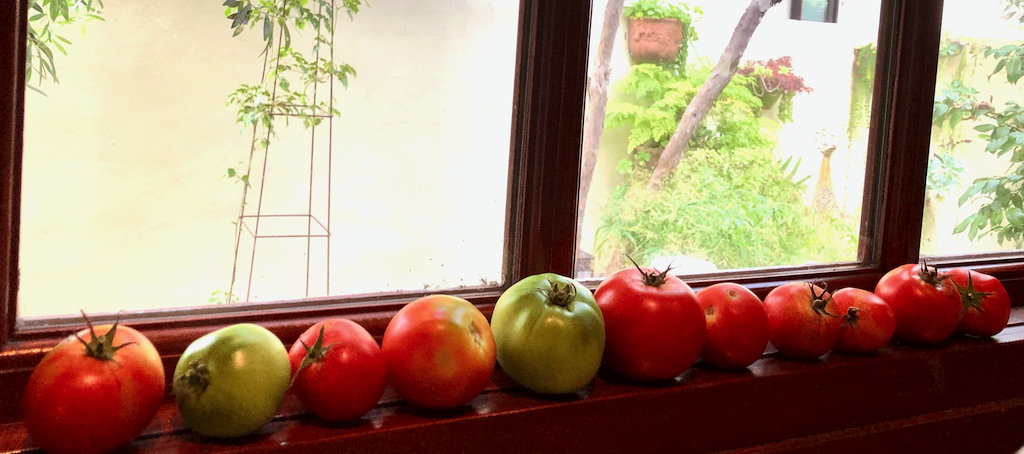 last of the summer tomatoes