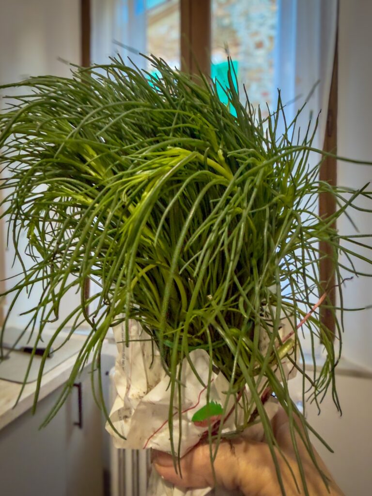 Market Day in Montalcino | OurItalianTable.substack.com