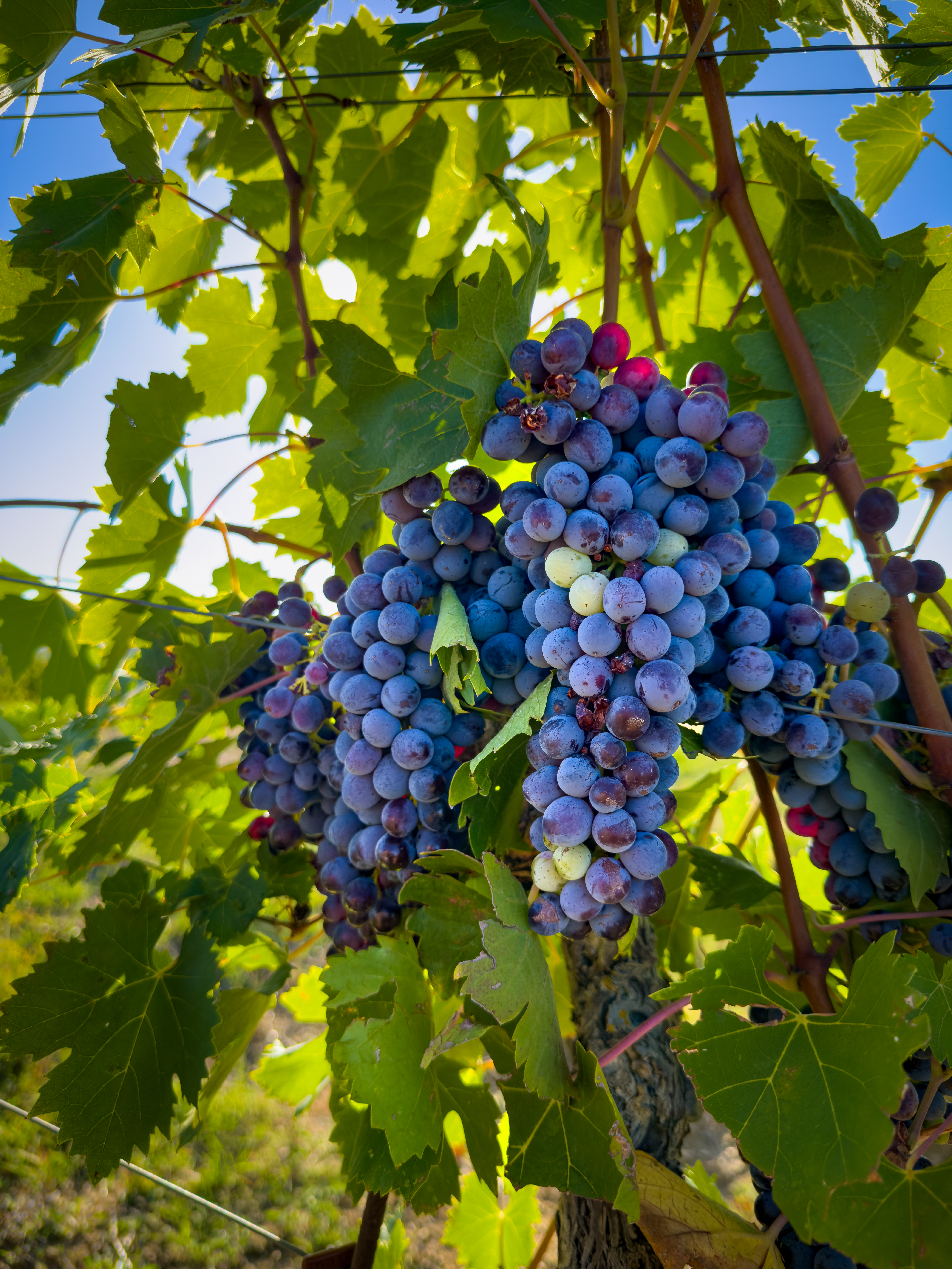 Brunello in the Making | OurItalianTable.com