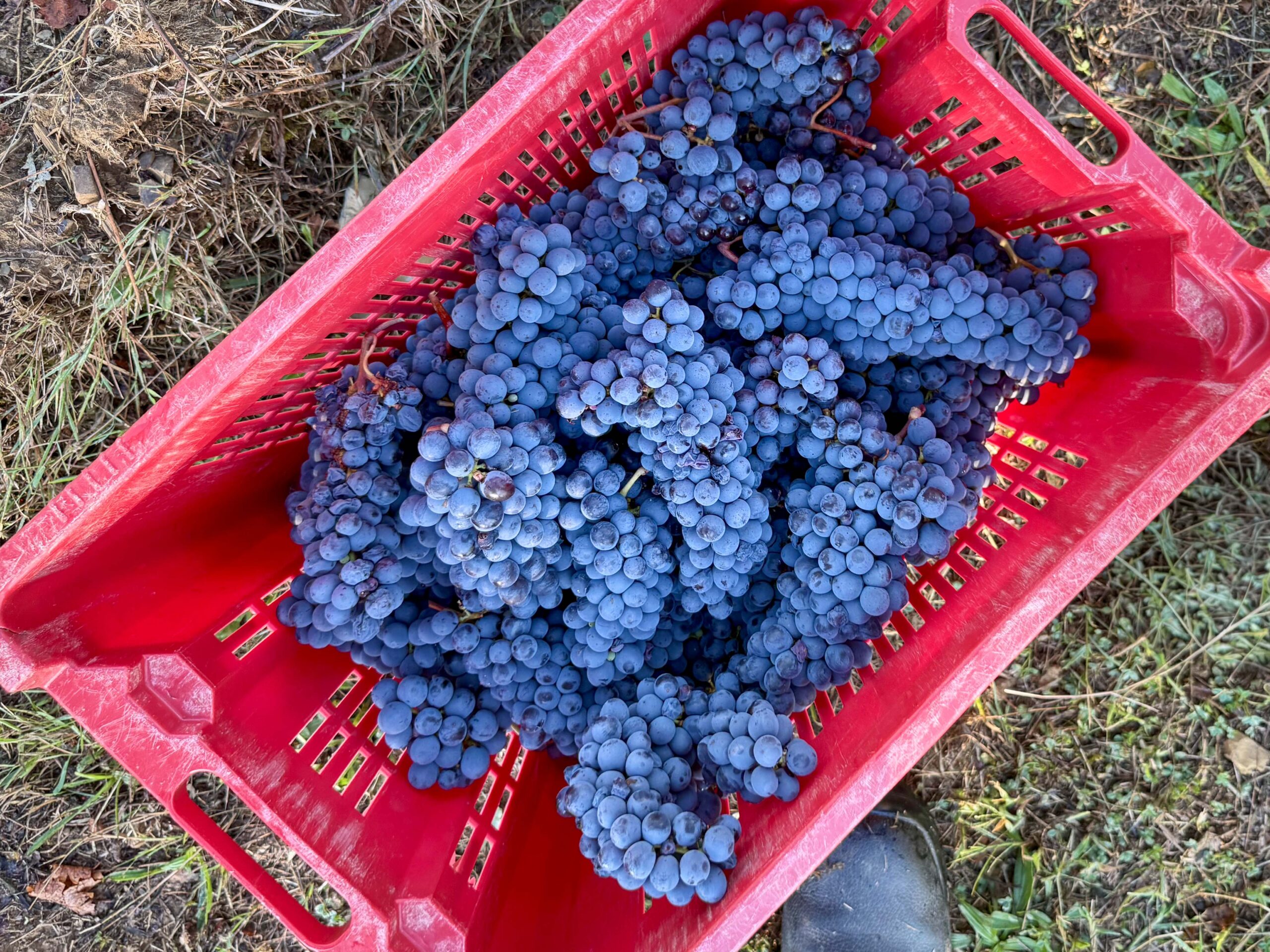 Harvesting Grapes | OurItalianTable.com