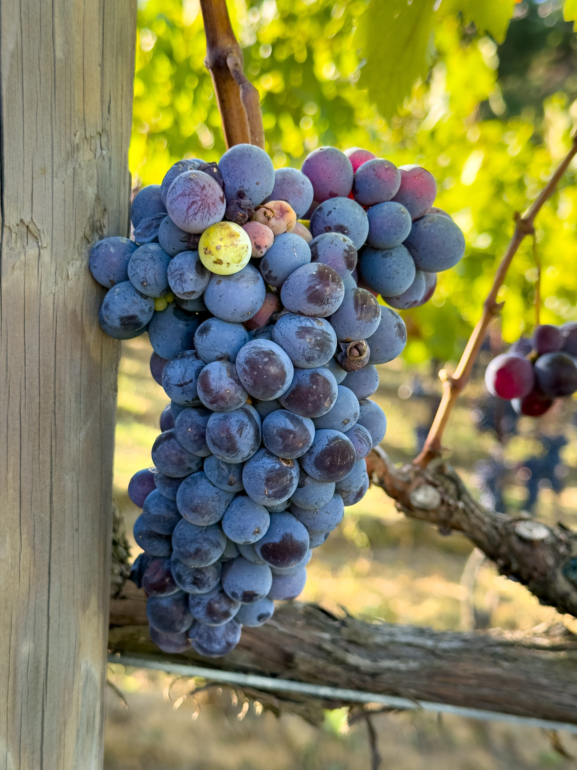 Grapes Montalcino | OurItalianTable.com